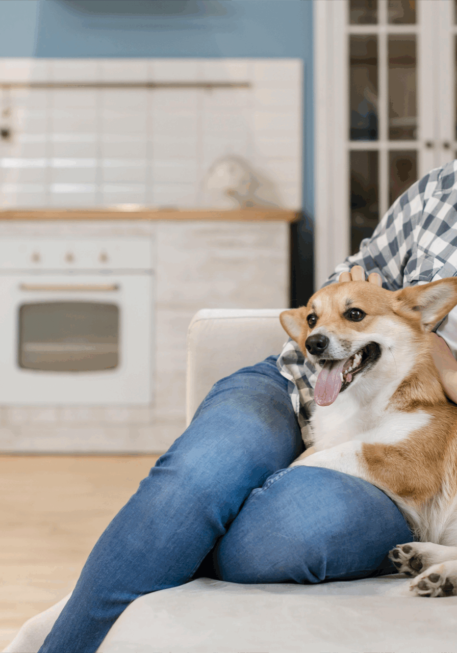 pet sitting